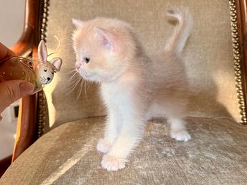 British Short hair e Scottish gattini