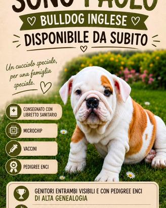 Cucciolo bulldog Inglese nato in casa