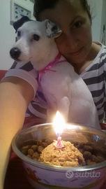 Pet sitter