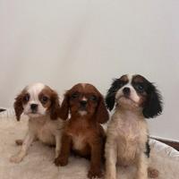 Cavalier kings Charles spaniel pedigree Enci