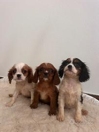 Cavalier kings Charles spaniel pedigree Enci