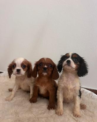 Cavalier kings Charles spaniel pedigree Enci