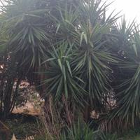 piante ornamentali