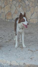 Border collie in adozione