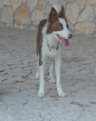 Border collie in adozione