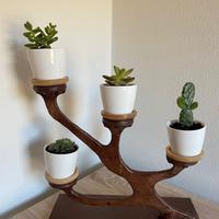 Composizione piante stile bonsai (ST2)