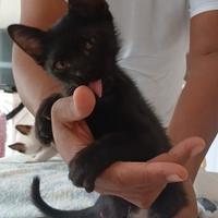 Gattino nero