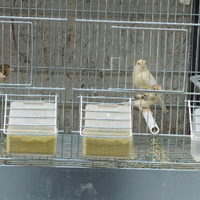 Canarini Spagnoli Micro