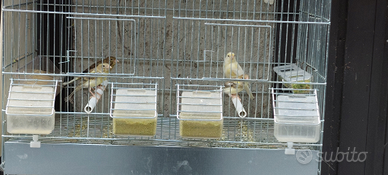 Canarini Spagnoli Micro