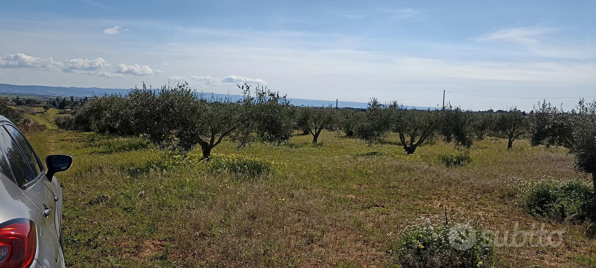 Terreno agricolo uliveto - Vista 5