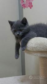 Cuccioli di gattini scottish straight e fold