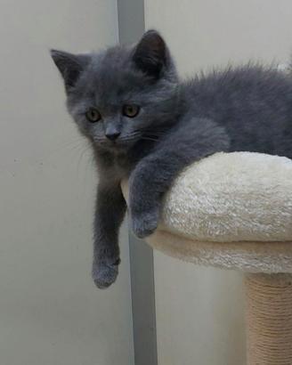 Cuccioli di gattini scottish straight e fold