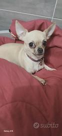Chihuhahaha