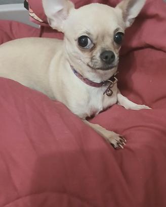 Chihuhahaha