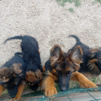 Cuccioli di Pastore Tedesco pelo lungo
