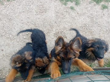 Cuccioli di Pastore Tedesco pelo lungo