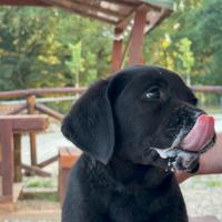 Cuccioli di Labrador