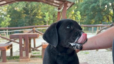 Cuccioli di Labrador
