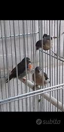 Disponibili uccelli