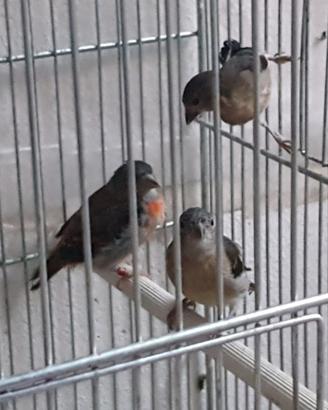 Disponibili uccelli