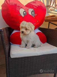 Cuccioli Maltipoo nano e toy