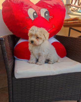 Cuccioli Maltipoo nano e toy