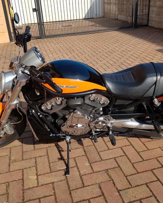 Harley-Davidson Street Rod 1130 (VRSCR) - 2005 | S