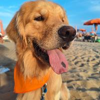 Golden retriver per monta