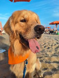 Golden retriver per monta