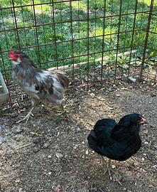 Coppia araucana