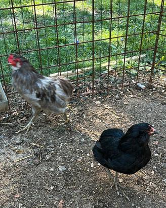 Coppia araucana