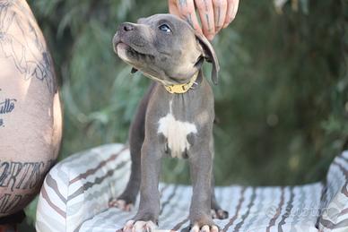 Cuccioli Pit Bull con pedigree anche a rate