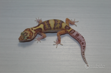 Geco leopardino