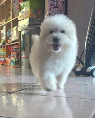 Maltipoo toy