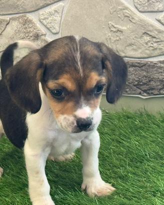 Cucciolo di 7 mesi