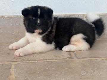 Cuccioli Akita americano