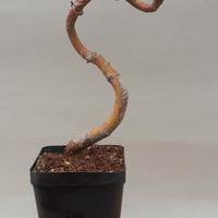 Bonsai shohin di Acero palmato 3