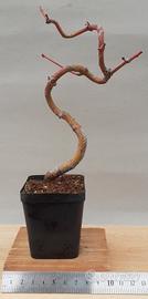 Bonsai shohin di Acero palmato 3