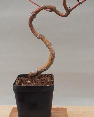 Bonsai shohin di Acero palmato 3