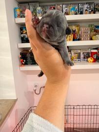 Bulldog francese