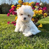 Cuccioli di maltese