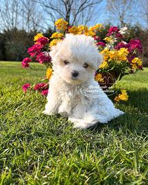 Cuccioli di maltese