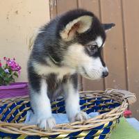 Alaskan Malamute cuccioli