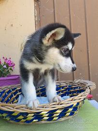 Alaskan Malamute cuccioli