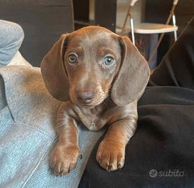 Cuccioli bassotto kaninchen blu maschi femmine