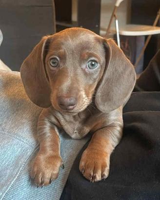 Cuccioli bassotto kaninchen blu maschi femmine