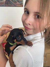 Cuccioli di Pinscher