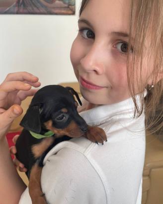 Cuccioli di Pinscher