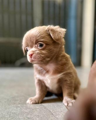 Due cucciole chihuahua lilac