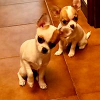 Cuccioli chihuahua